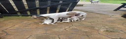 Whippet dogs for sale: Whippet Puppies - Advert 2