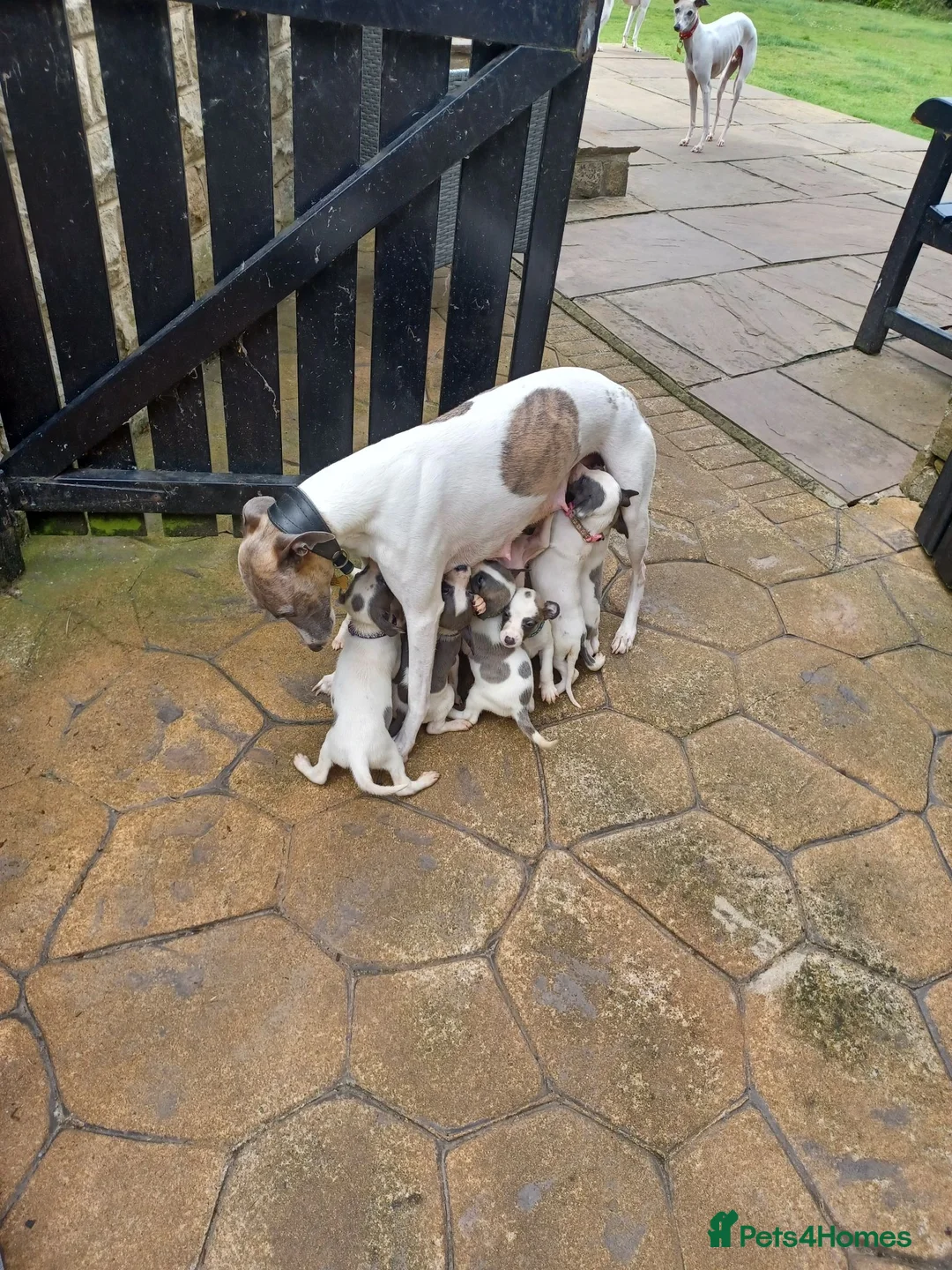 Whippet dogs for sale: Whippet Puppies - Advert 2