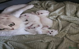 British Longhair cats for sale: snow white kittens - Image 13