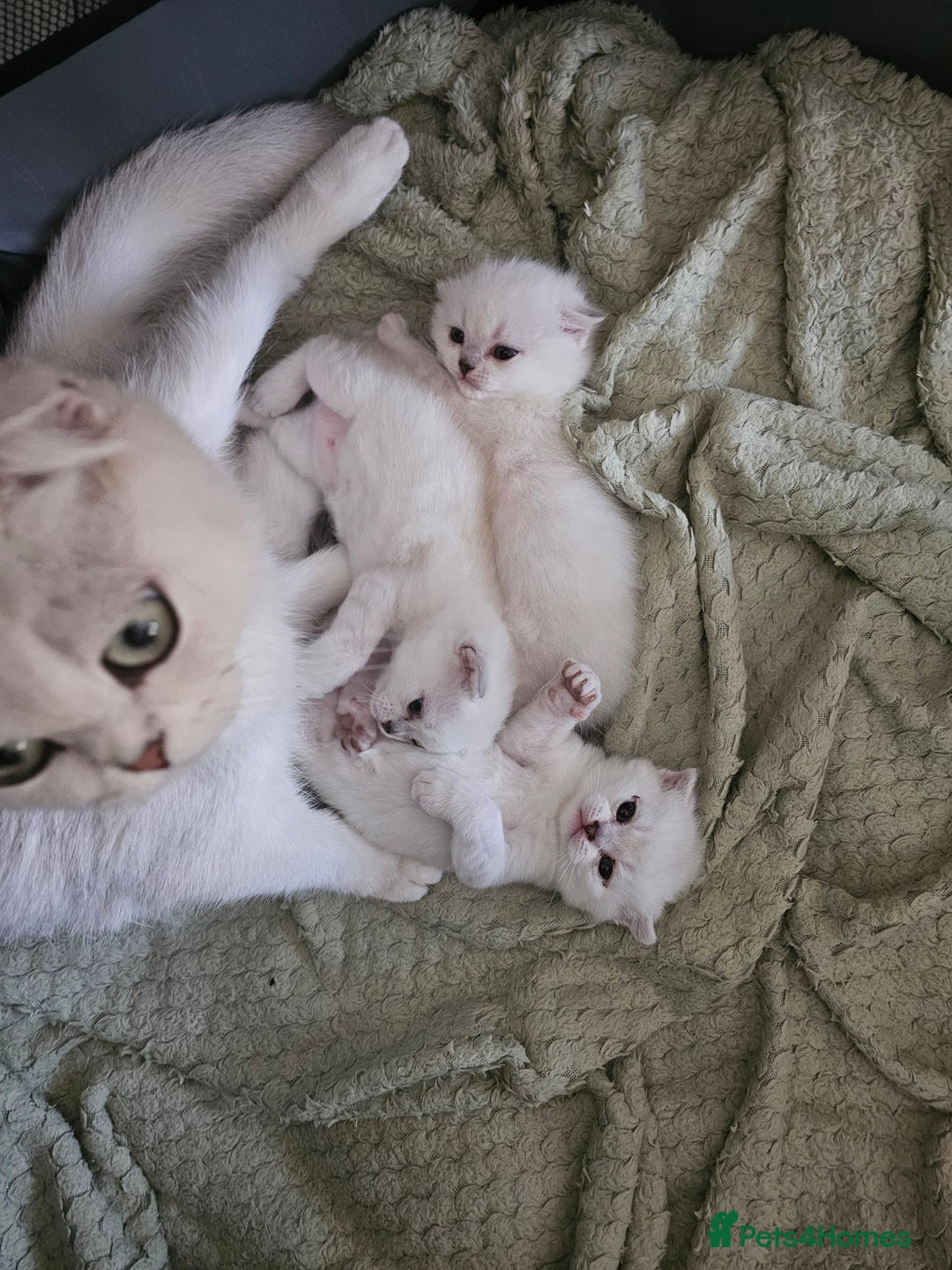 British Longhair cats for sale: snow white kittens - Image 13
