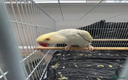 Budgerigars birds for sale: Pair of Beautiful Mutated Indian Ringnecks!! - Image 3