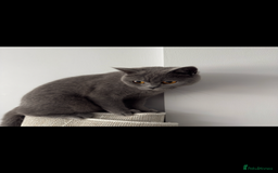 British Shorthair cats for sale: British shorthair Female  - Image 11