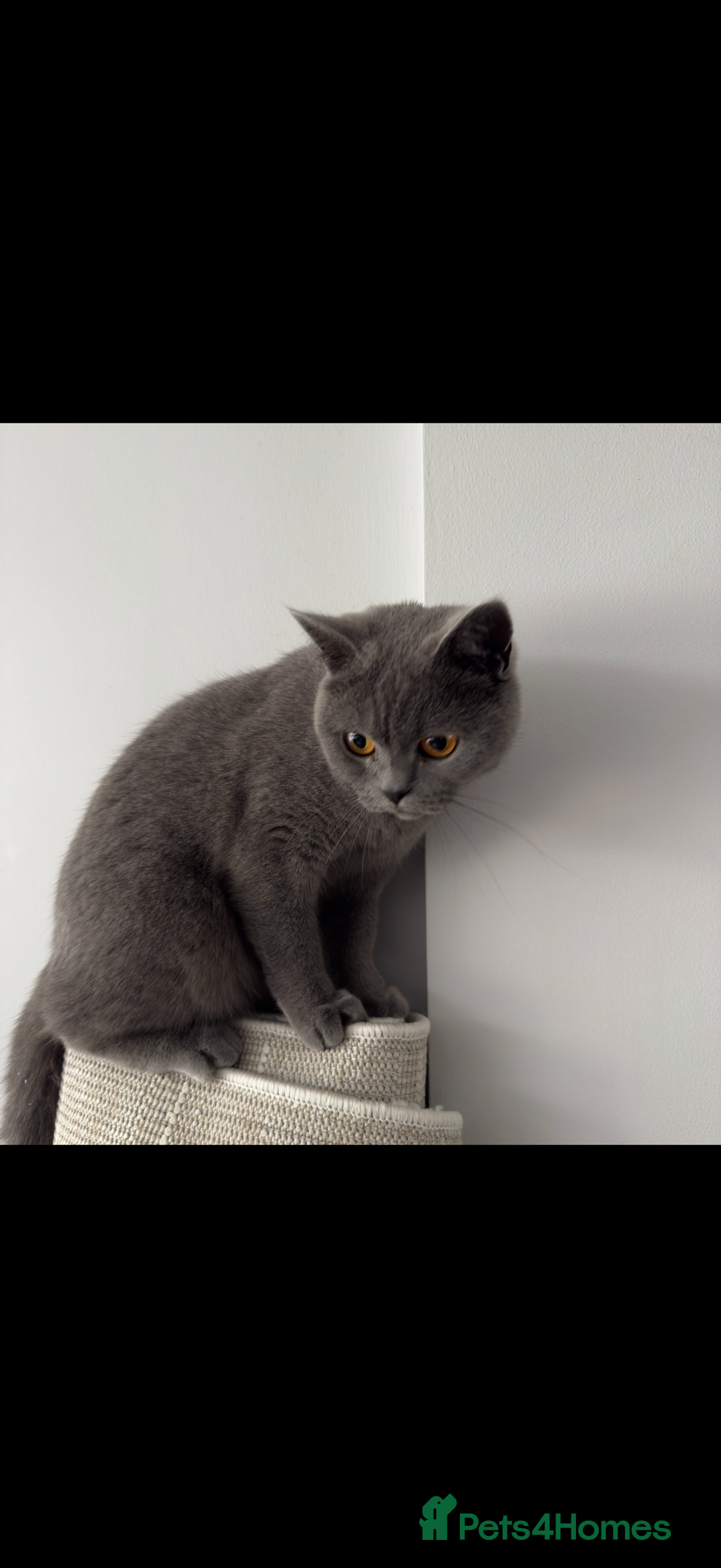 British Shorthair cats for sale: British shorthair Female  - Image 11