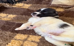 Pyrenean Mastiff dogs for sale: KC registered Pyrenean Mastiffs - Image 9