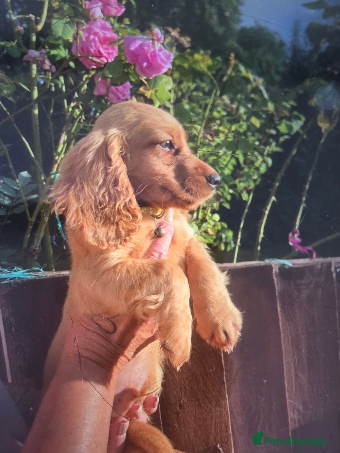 Cocker Spaniel dogs for sale: Cocker spaniel puppy's for sale  - Image 6