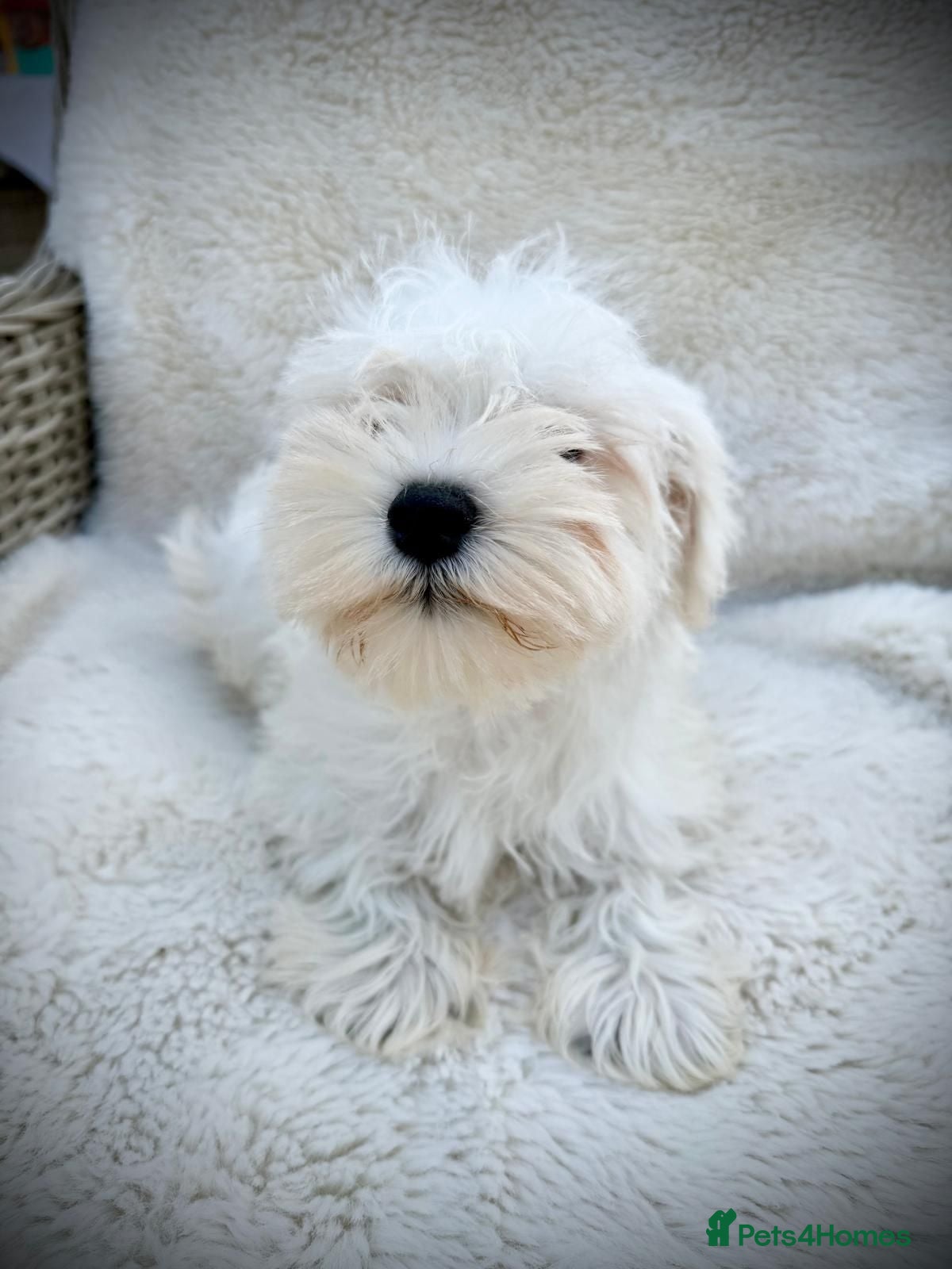 Miniature Schnauzer dogs Kc registered mini schnauzer - Advert 2