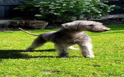 Bedlington Terrier dogs for sale: Bedlington terrier puppies  - Image 21
