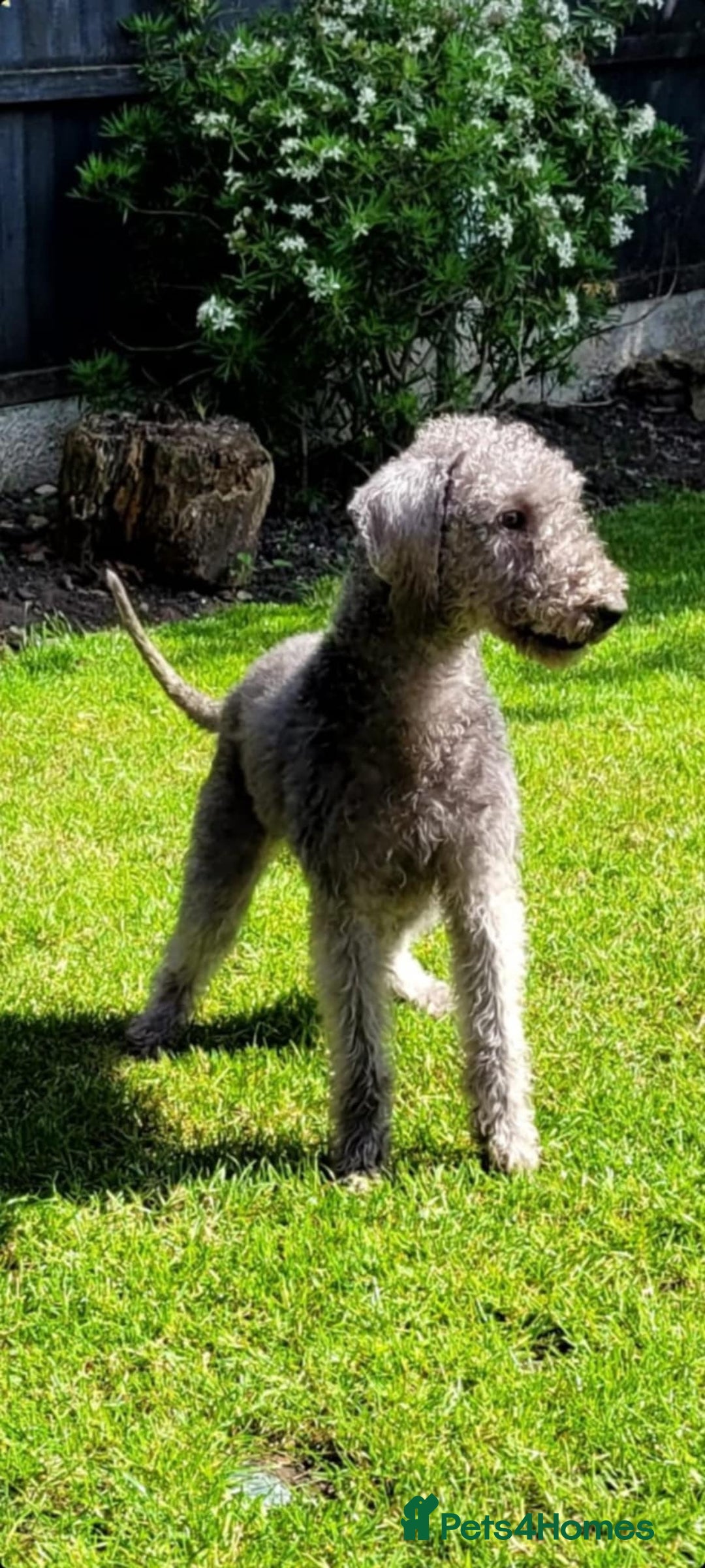 Bedlington Terrier dogs for sale: Bedlington terrier puppies  - Image 21