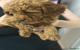 Cavapoo dogs for sale: Cavapoo puppies for sale - Image 19