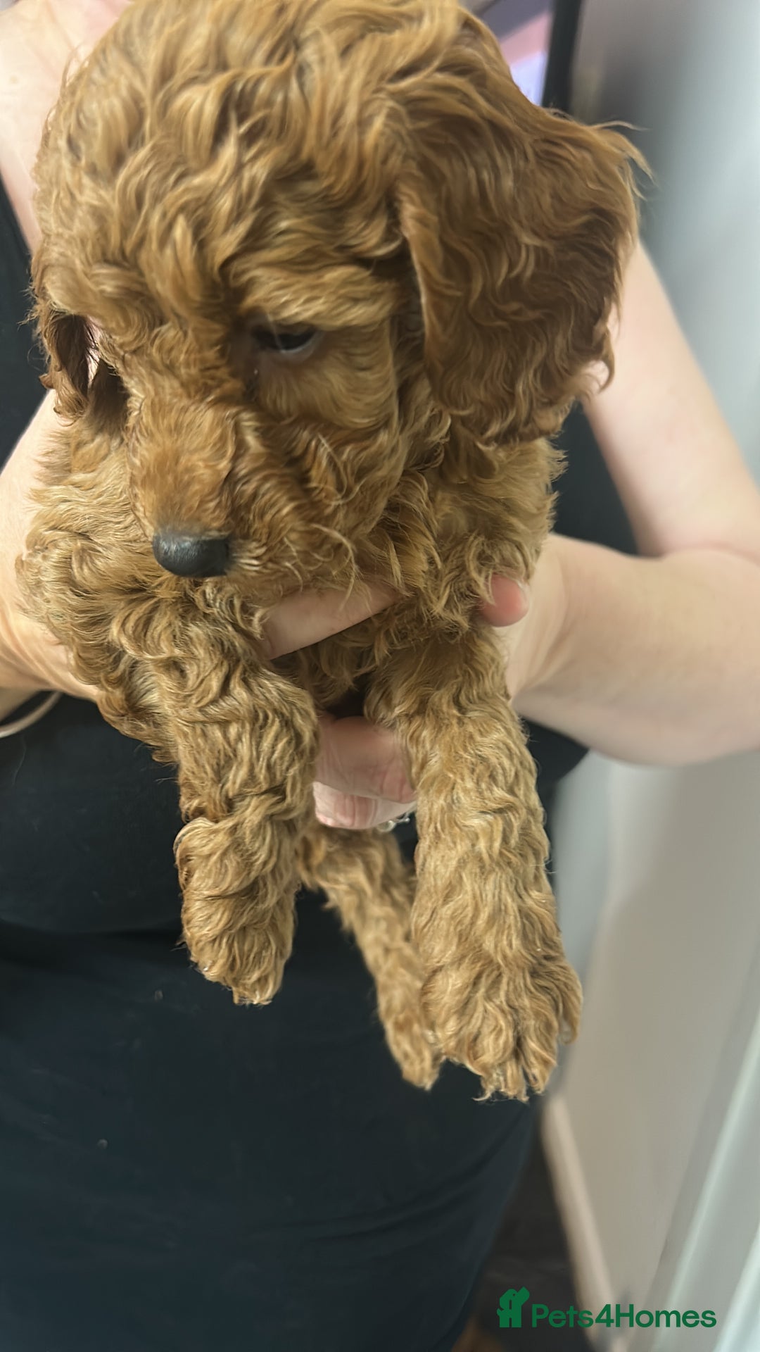Cavapoo dogs for sale: Cavapoo puppies for sale - Image 19