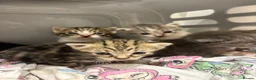 Mixed Breed cats for sale: Mixed kittens available  - Advert 14