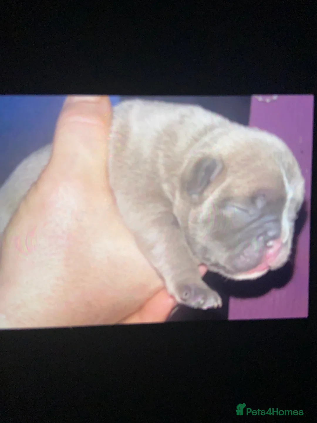 French Bulldog dogs for sale: Frenchie pups forsale in Wednesbury - Advert 2
