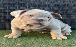 English Bulldog dogs for sale: Stunning English bulldog puppies  - Advert 6
