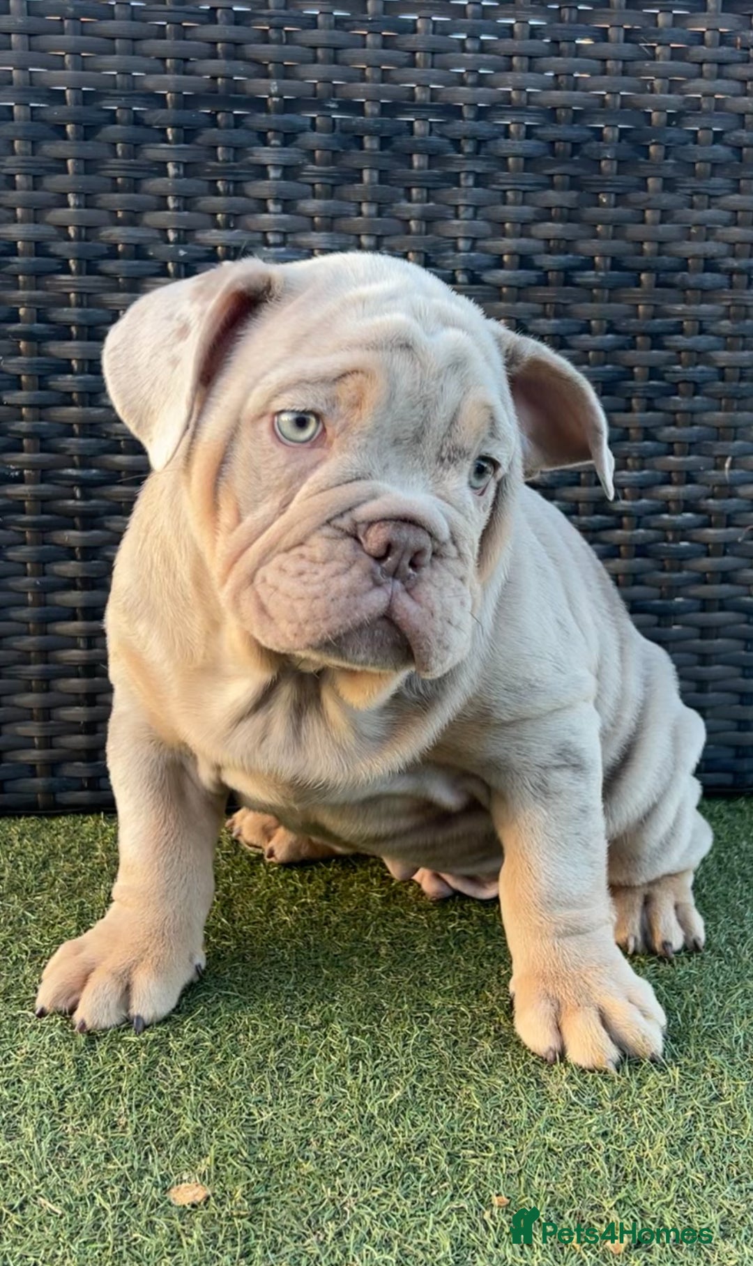 English Bulldog dogs for sale: Stunning English bulldog puppies  - Advert 6