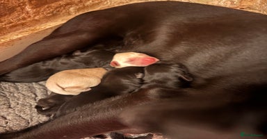 Labrador Retriever dogs - Advert 14