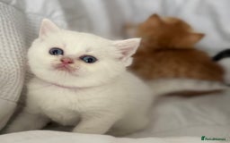British Shorthair cats for sale: Stunning silver tipped GCCF kitten - Image 4