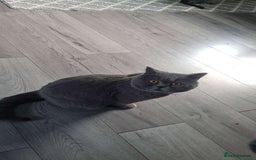 British Shorthair cats for sale: Pretty British shorthair  - Image 11