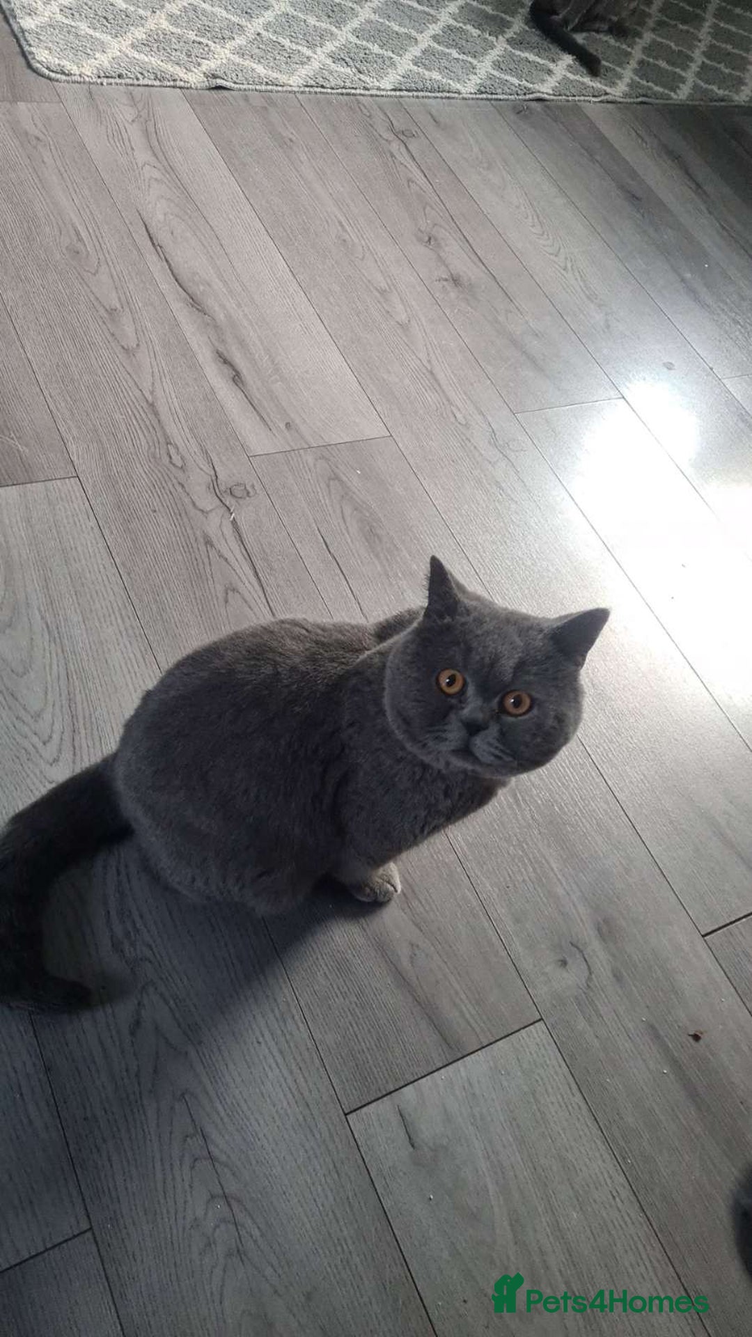 British Shorthair cats for sale: Pretty British shorthair  - Image 11