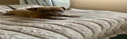 Patterdale Terrier dogs for sale: Patterdale terrier pups  - Advert 1
