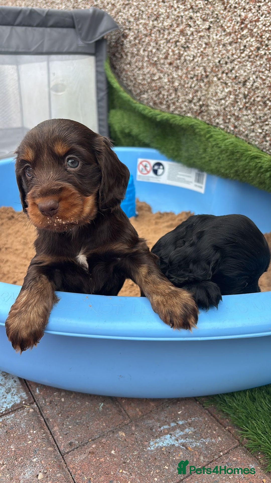 Cocker Spaniel dogs for sale: KC DNA SHOW TYPE COCKER SPANIEL!!  - Image 18