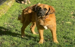 Bernedoodle dogs for sale: Beautiful Bernedoodle babies  - Advert 24