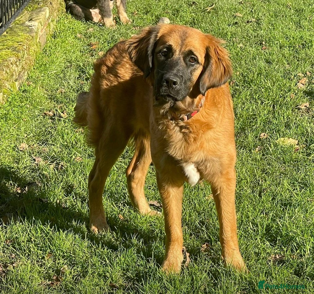 Bernedoodle dogs for sale: Beautiful Bernedoodle babies  - Advert 24