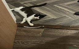 Mixed Breed cats for sale: Nancy - 7 month old black and white kitten  - Advert 2