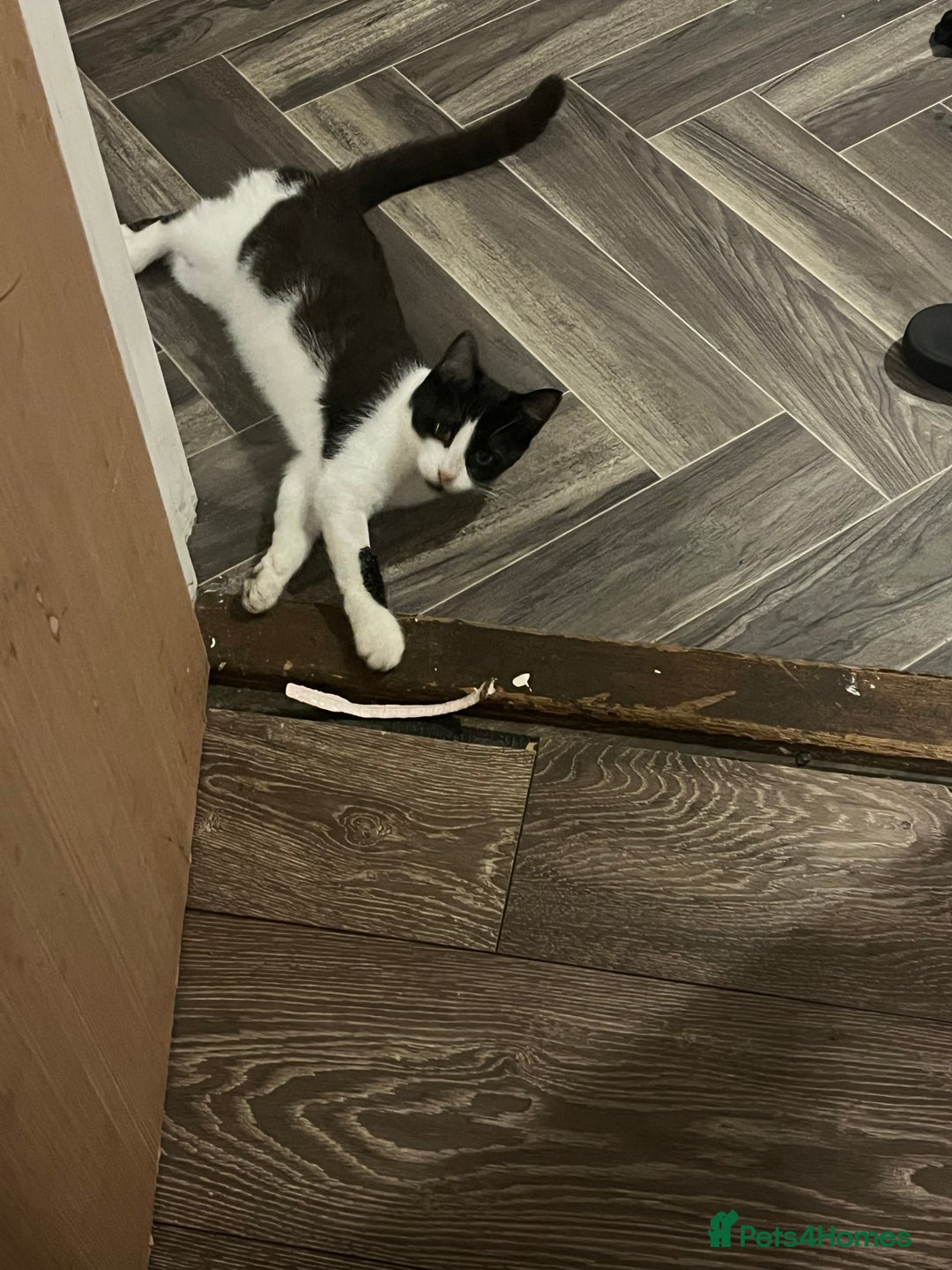 Mixed Breed cats for sale: Nancy - 7 month old black and white kitten  - Advert 2