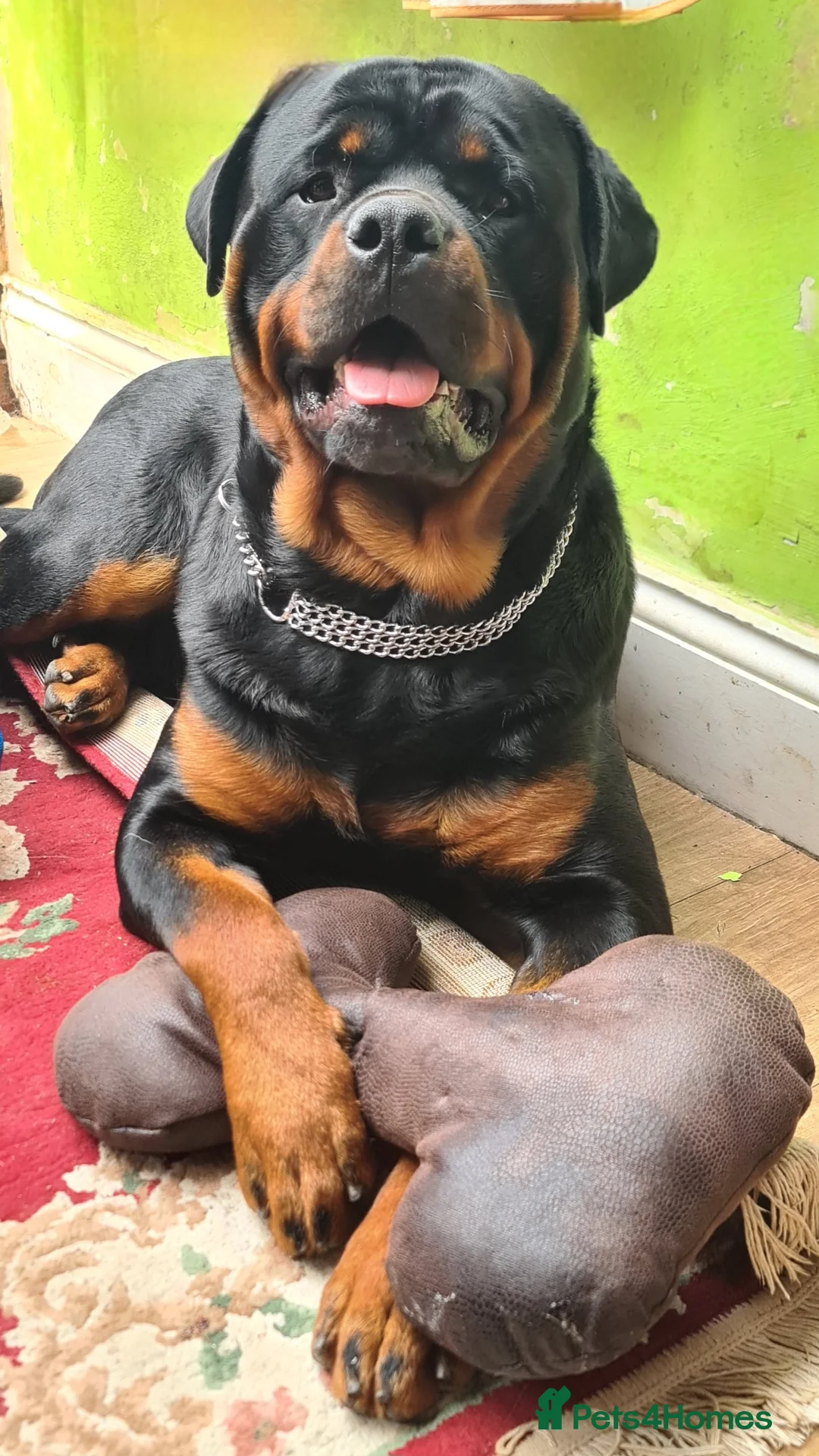 Gallery Image {{count}}