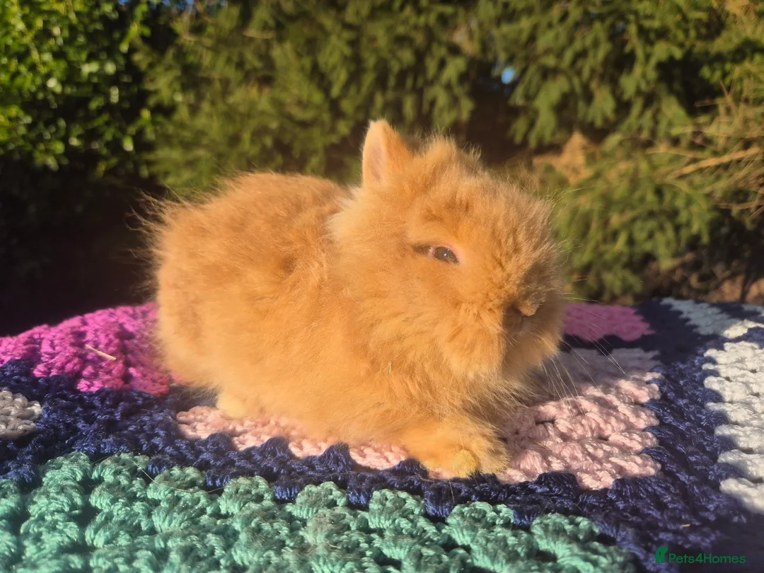 Angora rabbits for sale: 💓OUTSTANDING TEDDYDWERG, IMPORTED PARENTS💙  - Advert 4