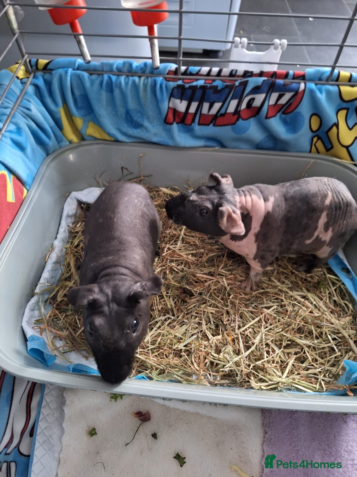 Guinea Pig rodents Two male skinny pigs and cage etc  - Advert 1