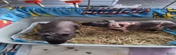 Guinea Pig rodents for sale: Two male skinny pigs and cage etc  in Hyde - Advert 1
