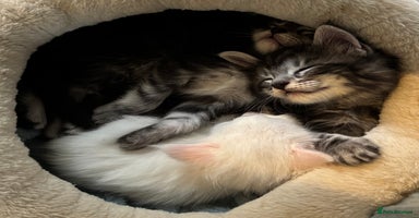 Maine Coon cats - Advert 2