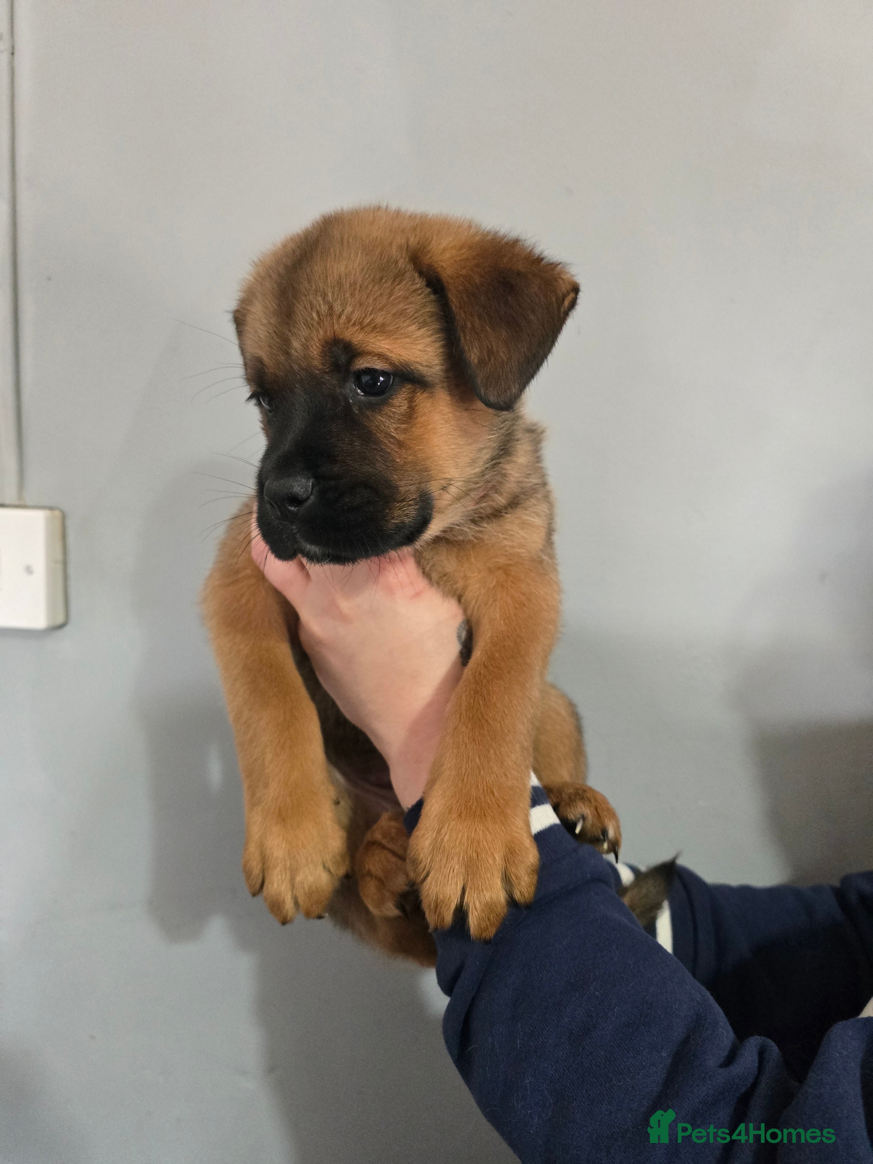 Wolf Shepherd Mix Lycan Shepherd Dog Wolf Dog Lycan Shepherd