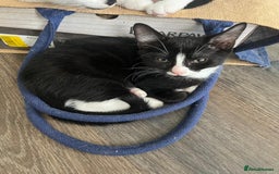 Mixed Breed cats for sale: 🐾Playful Kittens Ready for Loving Homes. - Image 12