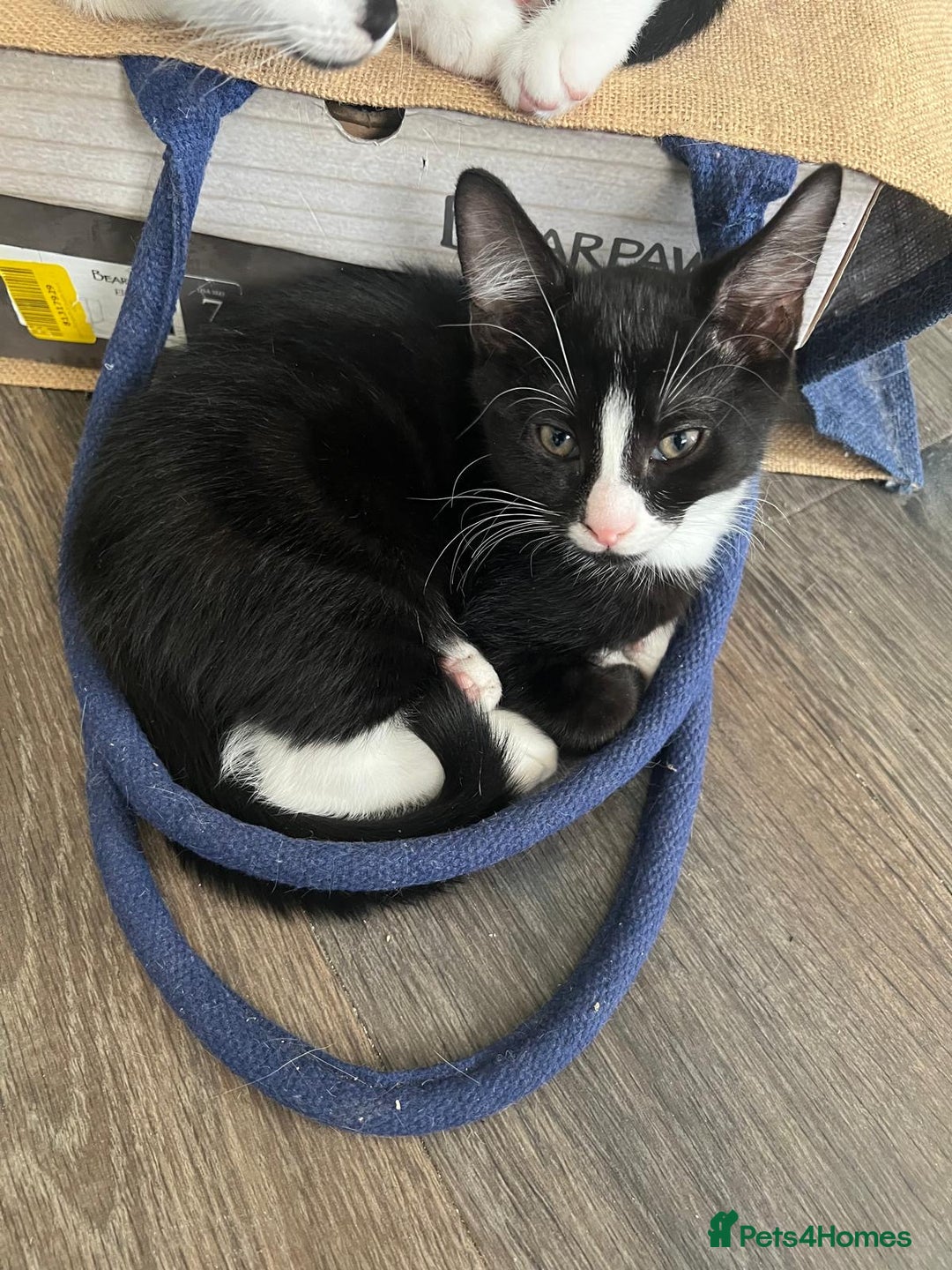 Mixed Breed cats for sale: 🐾Playful Kittens Ready for Loving Homes. - Image 12