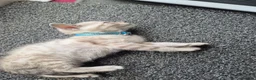 Mixed Breed cats for sale: Bengal Siamese mixed - Advert 17