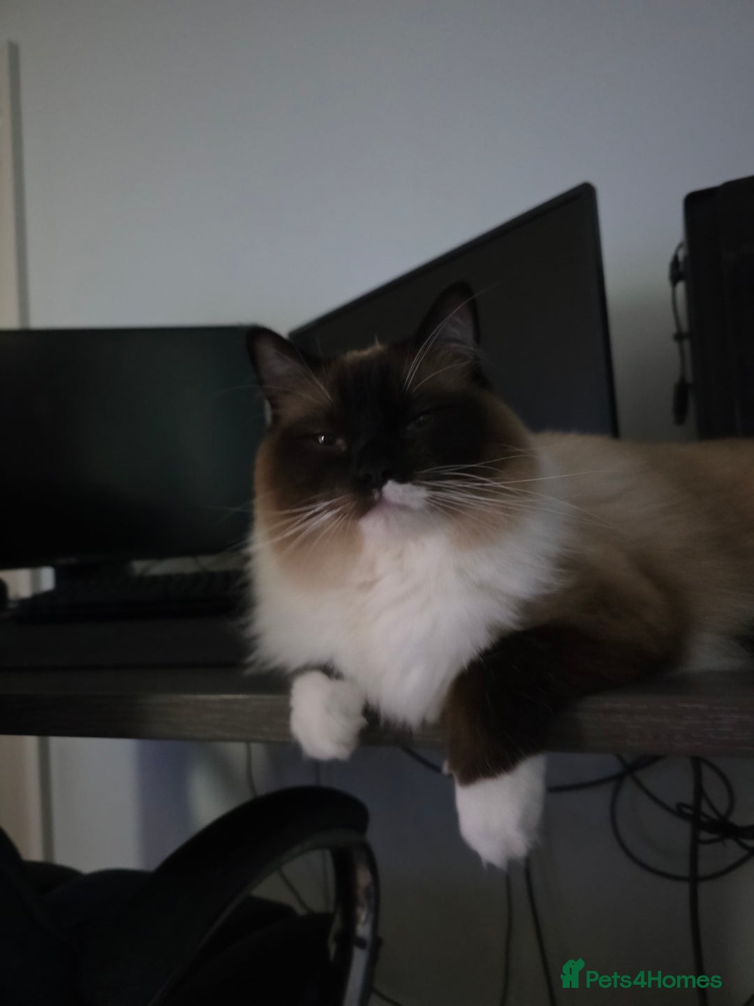 Ragdoll cats for sale: Beautiful Seal Point Ragdoll - Advert 13