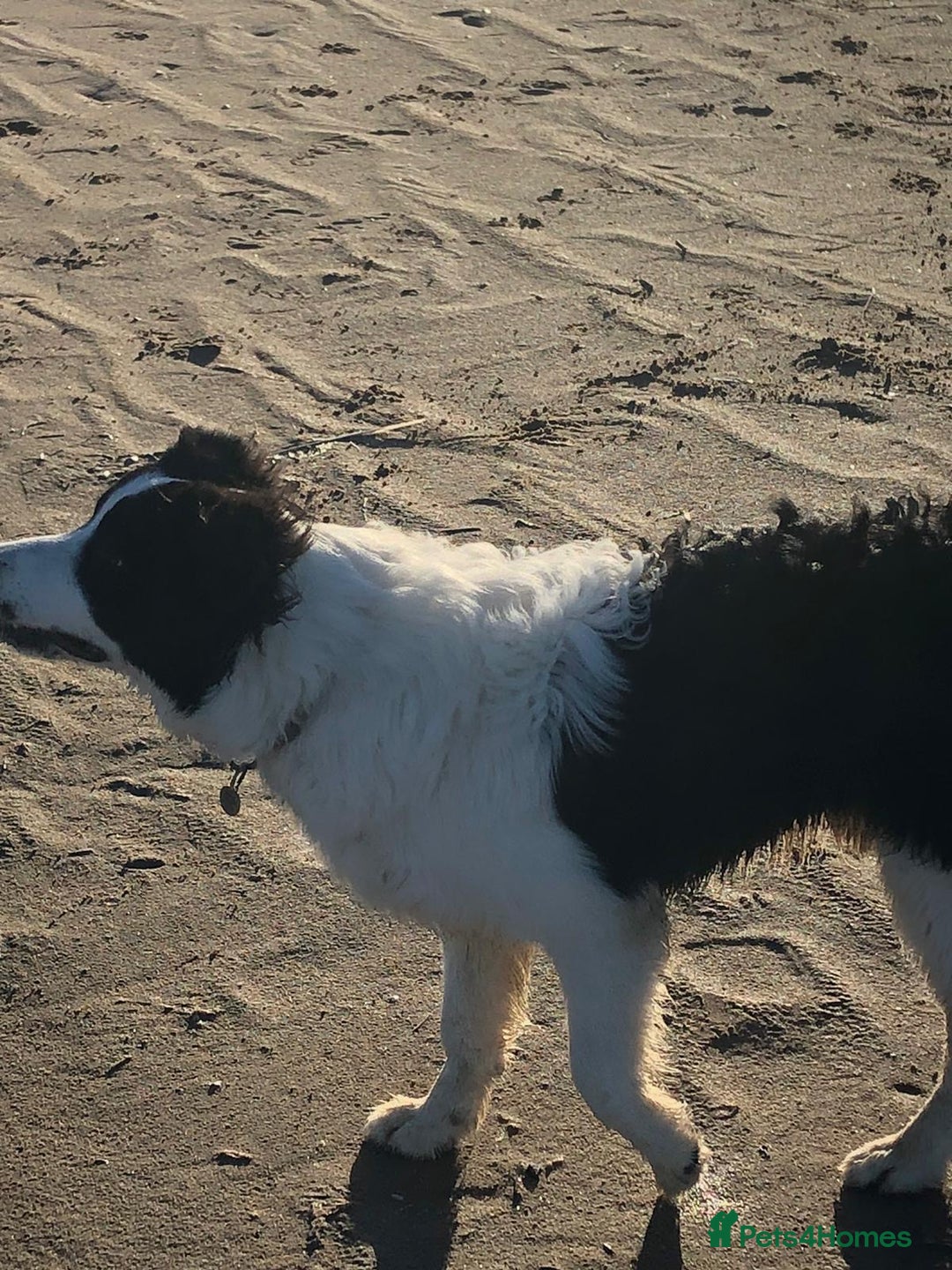 Border Collie dogs for sale: Last one boy ,rehome !International Champion line - Advert 4
