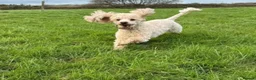 Miniature Poodle dogs for sale: Small Fluffy Miniature Poodles - Advert 4
