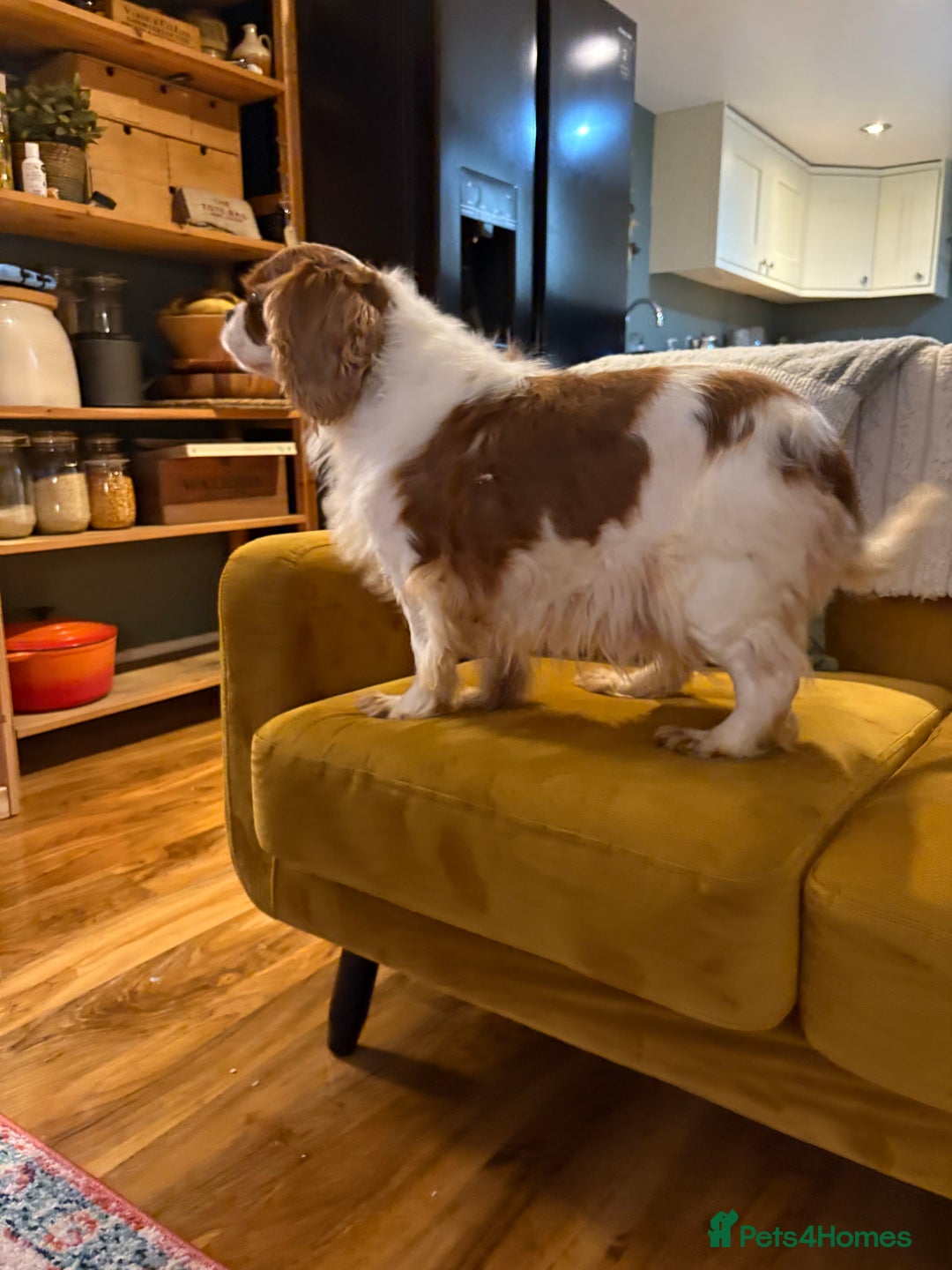 Cavalier King Charles Spaniel dogs for sale: Cavalier girl looking for home - Advert 3