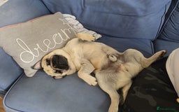 Pug dogs for sale: 2 year old male fawn pug - Image 1