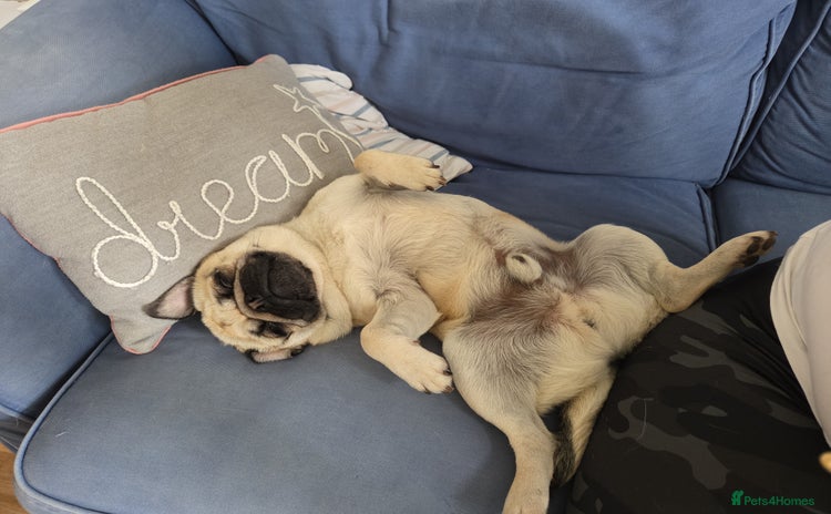 Pug dogs - Advert 1