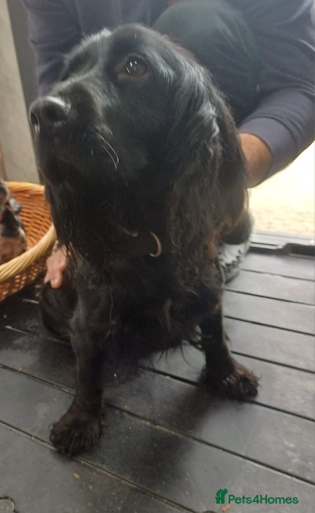 Cocker Spaniel dogs for sale: Cocker spaniels  - Image 9