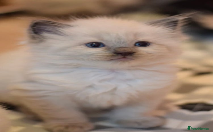 Ragdoll cats - Advert 9