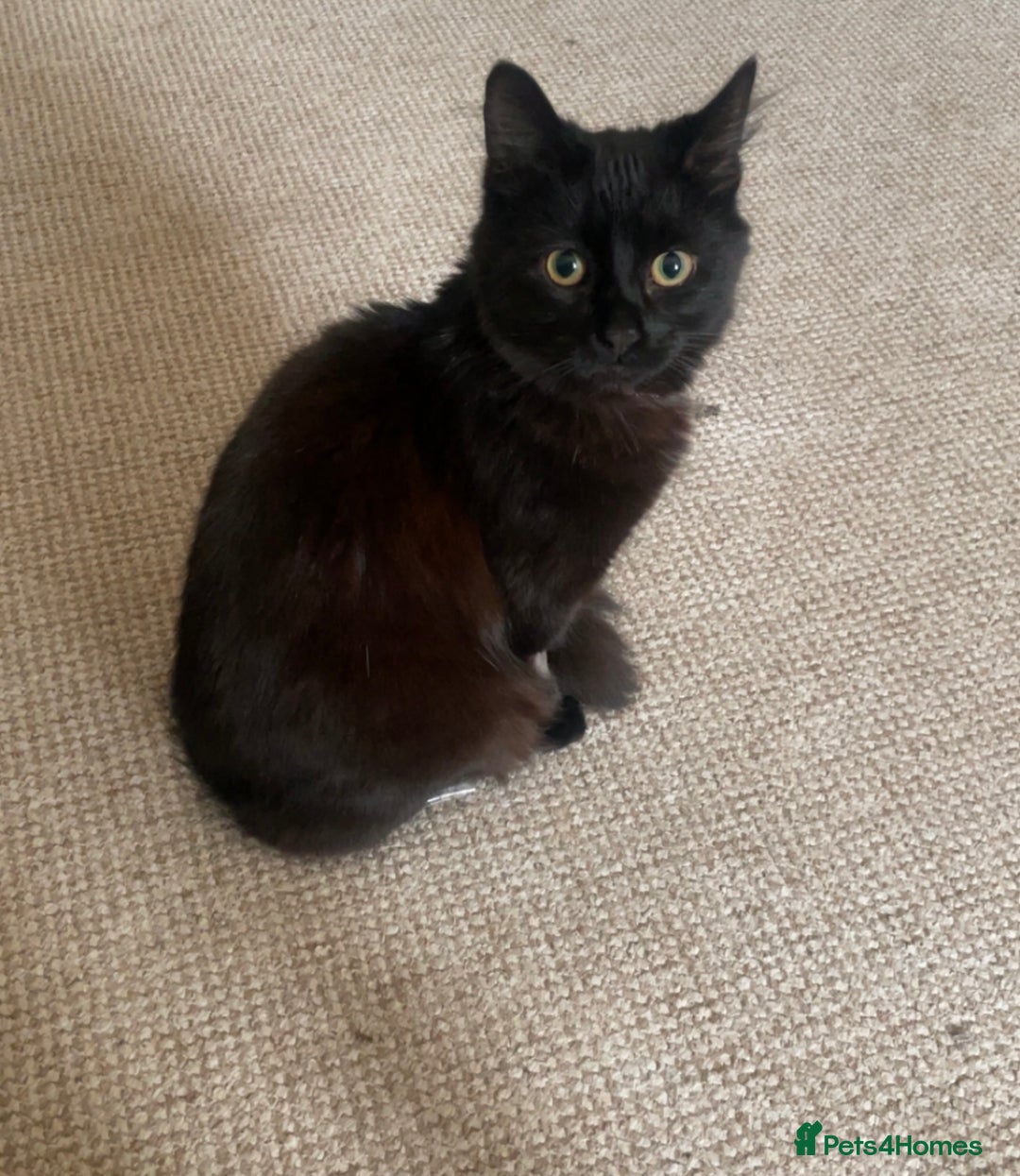 Mixed Breed cats for sale: Rehoming💕 - Advert 4