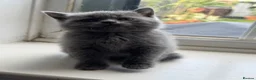 British Shorthair cats for sale: British shorthair kittens  - Advert 20