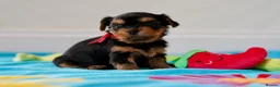 Yorkshire Terrier dogs for sale: Top Quality KC Reg Yorkshire Terrier Puppies - Advert 10