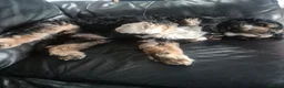 American Cocker Spaniel dogs for sale: Lovely 3 year old American cocker spaniel  - Advert 4