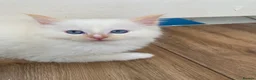 Ragdoll cats for sale: Ragdoll kittens  - Advert 23